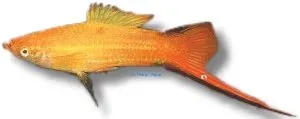 Näsets Ciklidhobby Swordtail Comet pink svärdbärare 4-5 cm