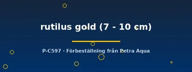 Näsets Ciklidhobby Rutilus rutilus gold mört 7–10 cm stim