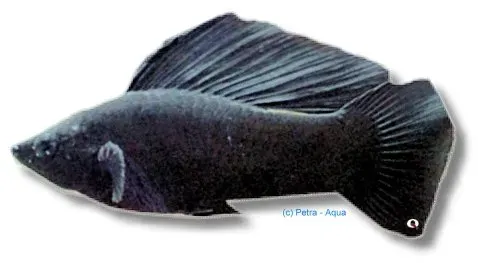 Poecilia latipinna black molly akvariefisk 4–5 cm
