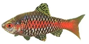 Näsets Ciklidhobby Odessa Barb barbfisk 5–6 cm ticto
