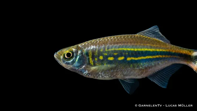 Garnelen TV Malabarbarb Danio malabaricus akvariefisk