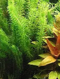 Näsets Ciklidhobby Egeria densa akvarieväxt pot snabbväxande