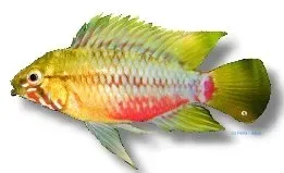 Apistogramma hongsloi Red-Gold dvärgciklid 4–5 cm