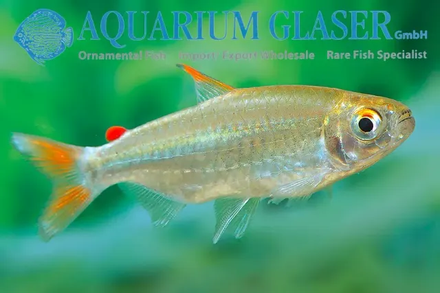 Näsets Ciklidhobby Micralestes humilis wild tetra sm vild
