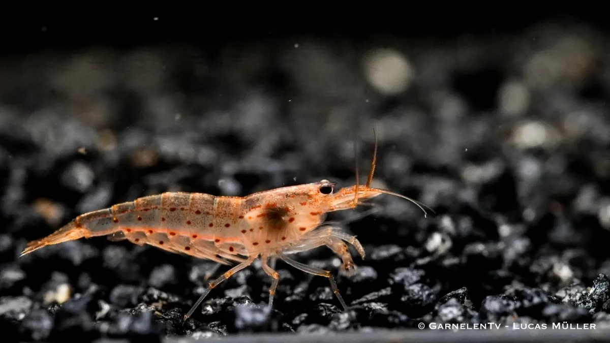 Garnelen TV Orange amanoräka Caridina multidentata 5 cm