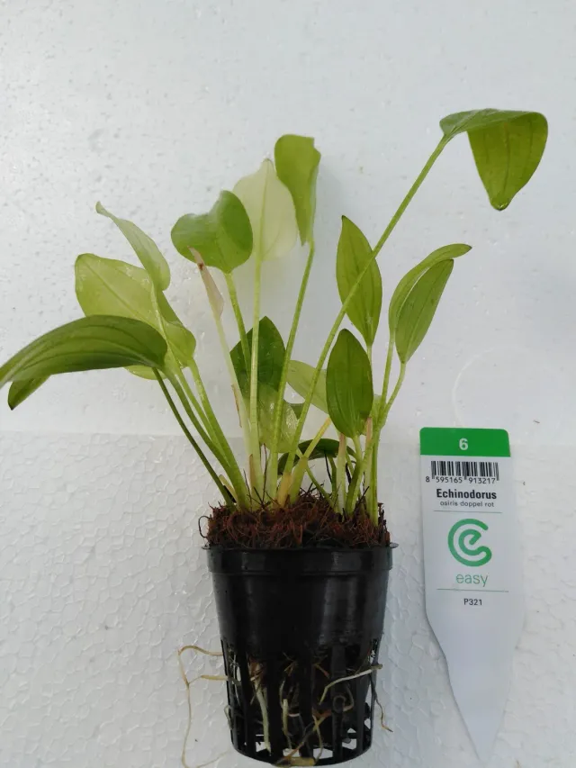 Echinodorus osiris Doppel rot akvarieväxt Easy6