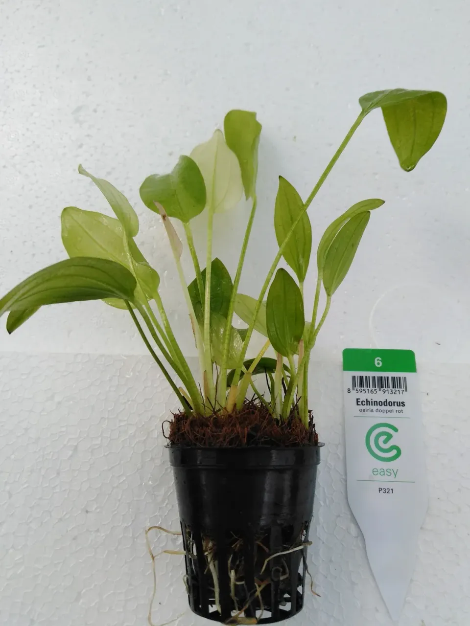Echinodorus osiris Doppel rot akvarieväxt Easy6
