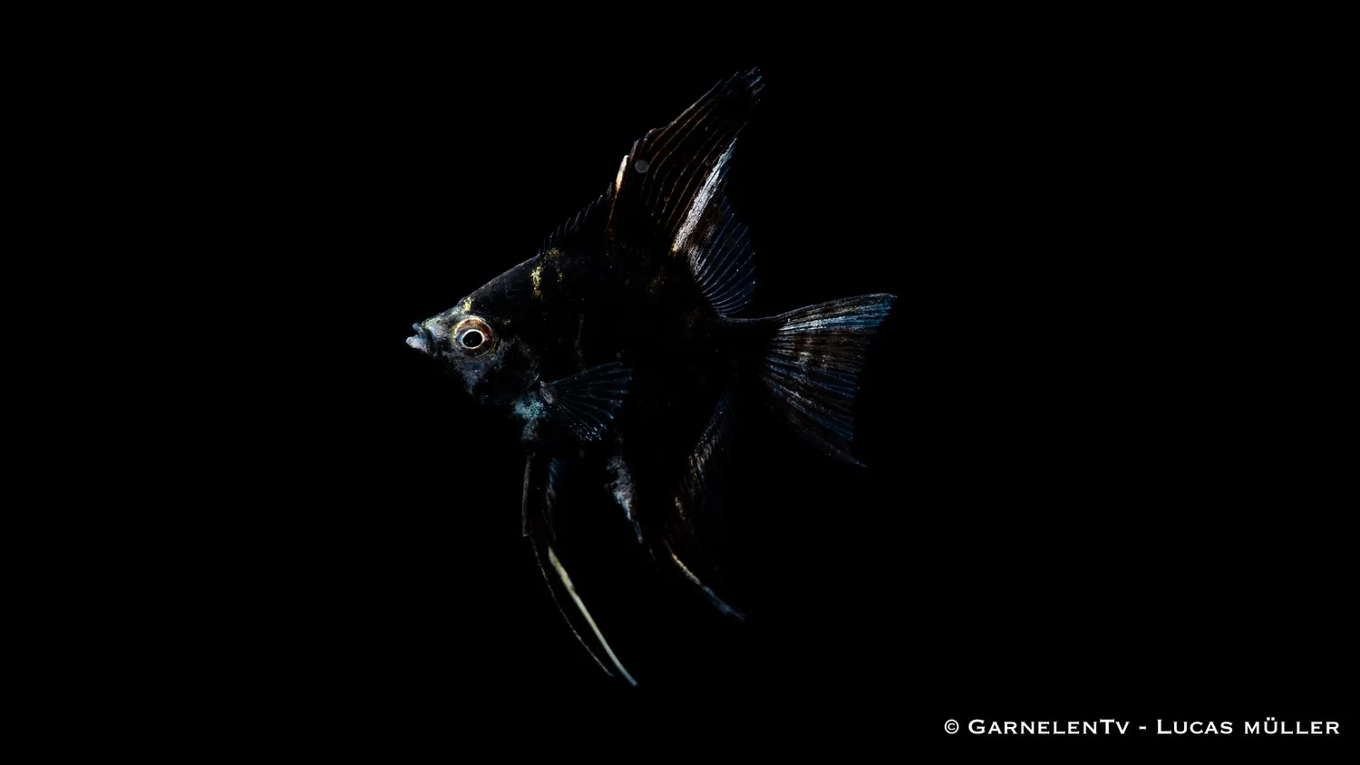 Garnelen TV marmor skalar Pterophyllum scalare ciklid
