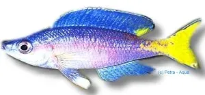 Cyprichromis jumbo malasa ciklid 4–5 cm Tanganyika
