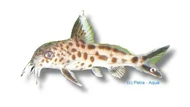 Näsets Ciklidhobby Synodontis multipunctatus mal 3–4 cm