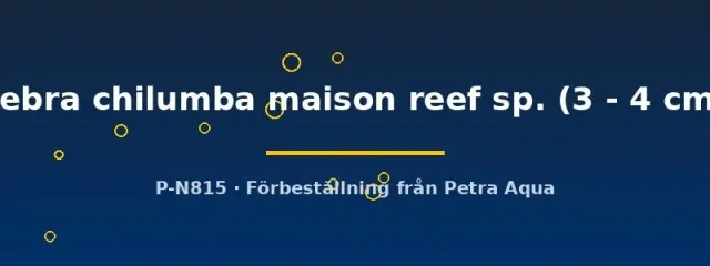Näsets Ciklidhobby Pseudotropheus zebra chilumba maison reef sp. akvariefisk 3–4 cm