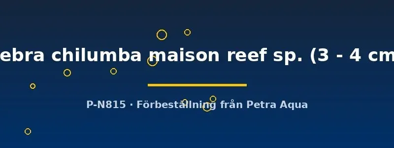 Näsets Ciklidhobby Pseudotropheus zebra chilumba maison reef sp. akvariefisk 3–4 cm