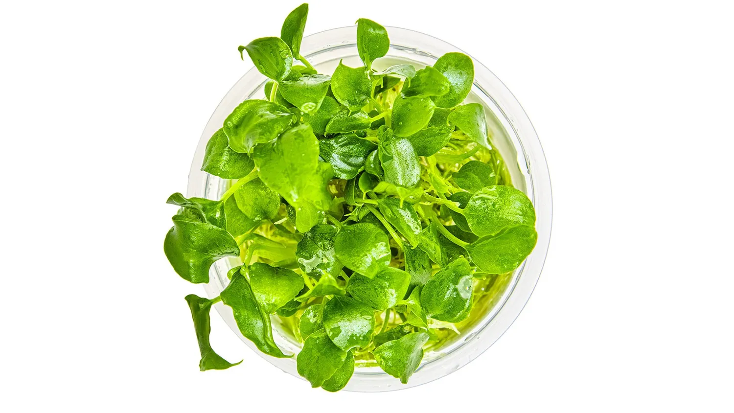 Garnelen TV Schismatoglottis prietoi akvarieväxt in vitro