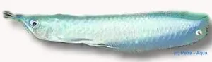 Arawana Blue 30–40 cm akvariefisk stor rovfisk