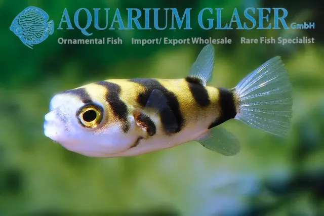 Näsets Ciklidhobby Colomesus asellus kulfisk 4–5 cm