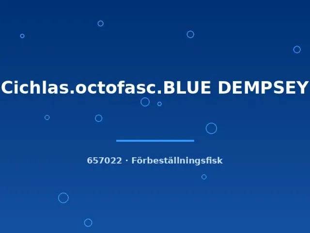 Blue Dempsey ciklid 3–4 cm octofasciatum