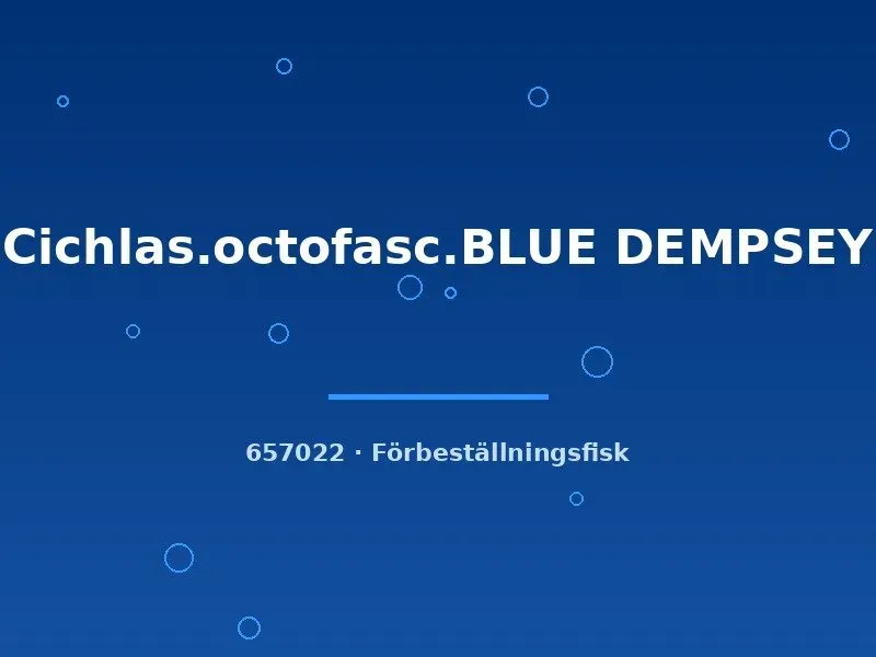 Blue Dempsey ciklid 3–4 cm octofasciatum