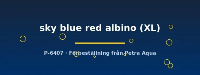 Poecilia reticulata guppy sky blue red albino XL hane