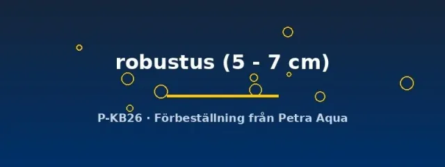 Näsets Robustus pansarmal akvariefisk 5–7 cm botten