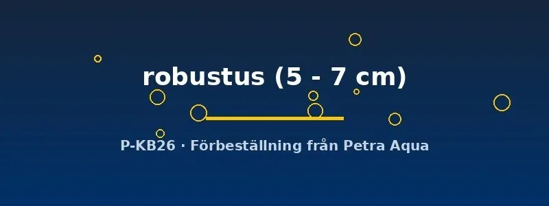 Näsets Robustus pansarmal akvariefisk 5–7 cm botten