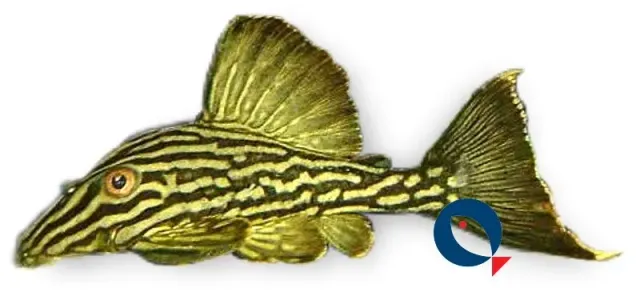 Näsets Ciklidhobby L190 Panaque mal 5-7 cm träätare