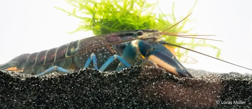 Garnelen TV Cherax Pulcher Hoa Creek kräfta blårosa