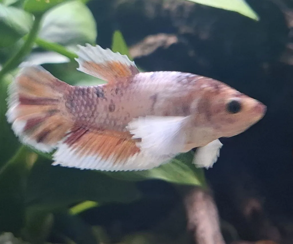 Garnelen TV Dumbo Ear kampfiskhona Betta 5–6 cm