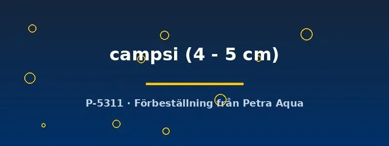 Näsets Chilatherina campsi regnbågsfisk 4–5 cm