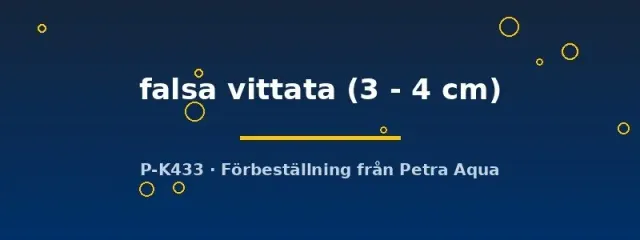 Panaqolus falsa vittata mal 3–4 cm förbeställning