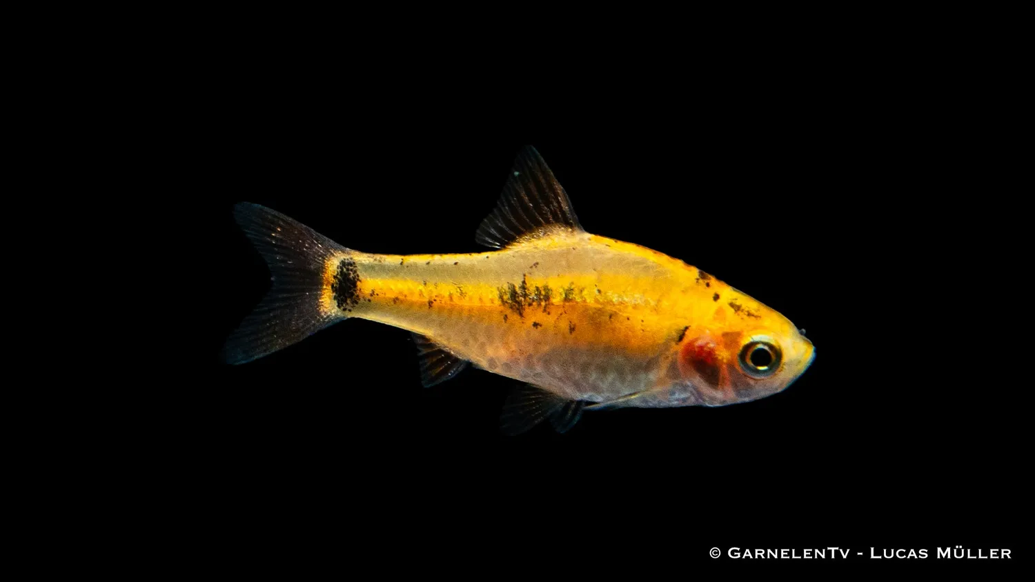 Garnelen TV brokatbarb barbodes semifasciolatus stimfisk