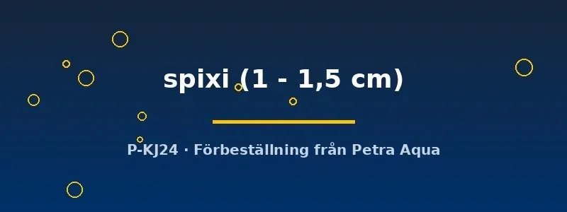 Asolene spixi snäcka 1–1,5 cm algätare