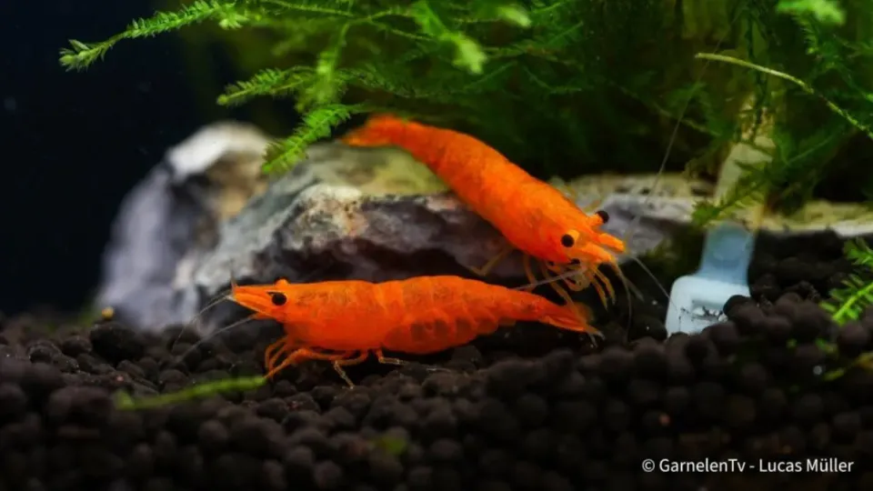 Garnelen TV Orange Fire Sakura räka Neocaridina davidi orange