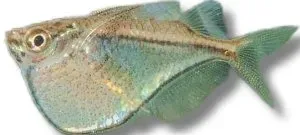 Näsets Ciklidhobby Blackwing ytfisk Carnegiella 2 cm