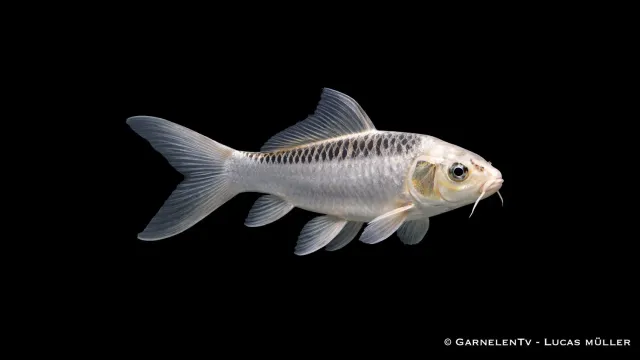 Garnelen TV Ghost Koi Cyprinus carpio dammfisk 6-9 cm