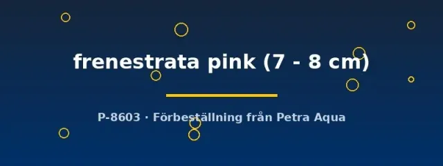 Vieja frenestrata Pink ciklid 7–8 cm