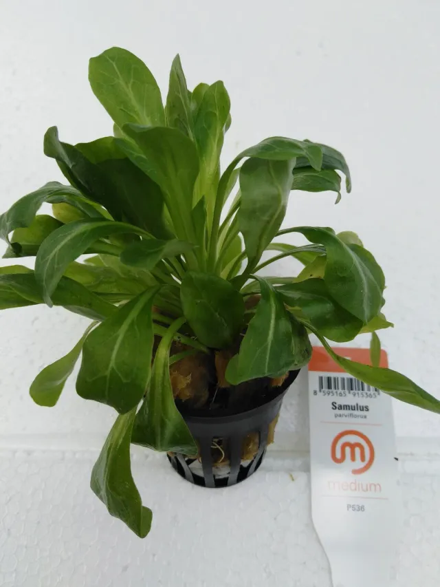 Näsets Ciklidhobby Samolus parviflorus akvarieväxt Medium