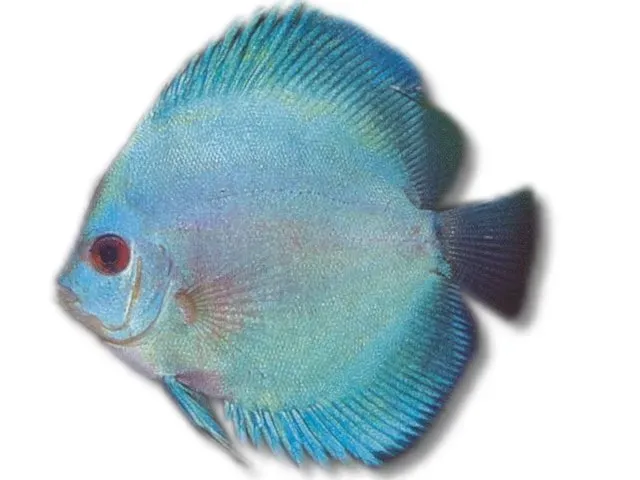 Symphysodon Blue Diamant diskus XL selection HQ