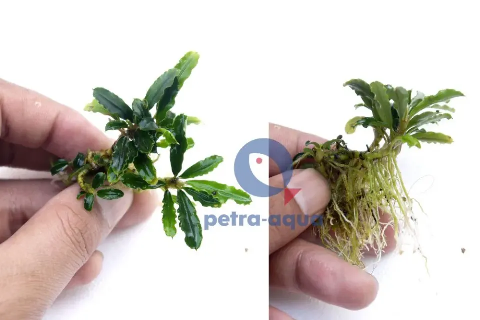Näsets Ciklidhobby Bucephalandra sintang växt Easy8