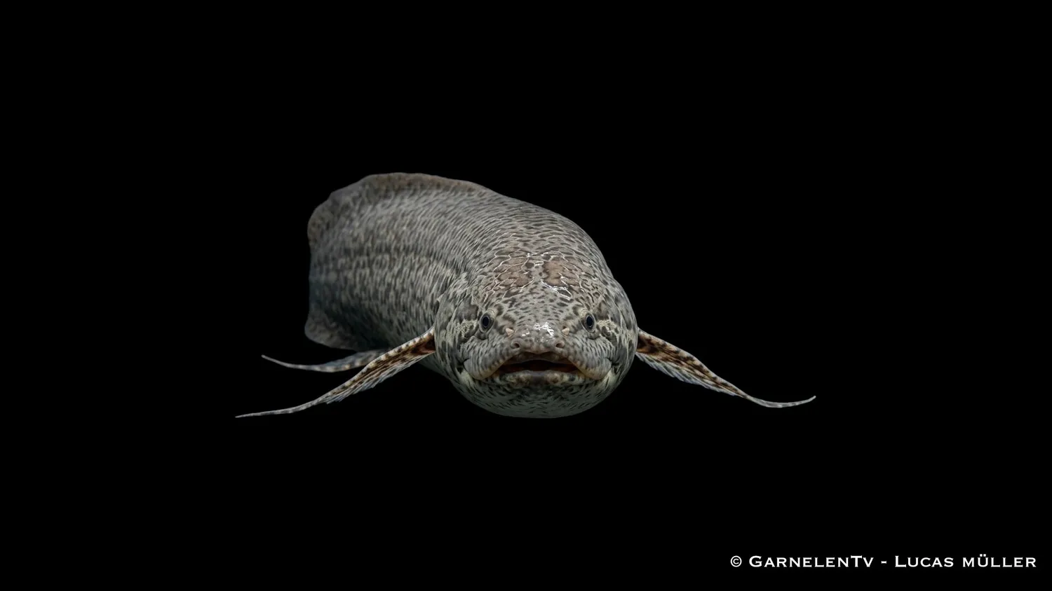Garnelen TV Protopterus annectens lungfisk stor