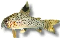 Julii Cory akvariefisk 3-3,5 cm fläckig bottenfisk