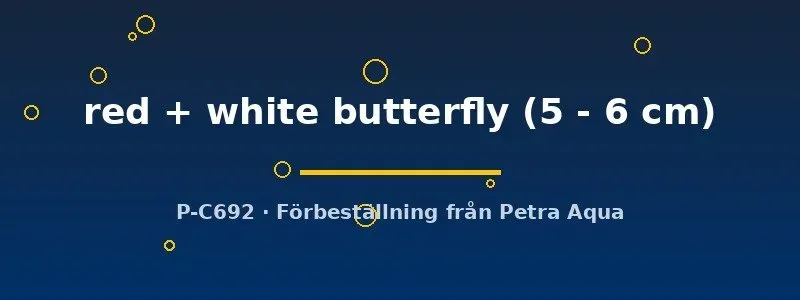 Näsets Ciklidhobby Red White Butterfly guldfisk 5–6 cm