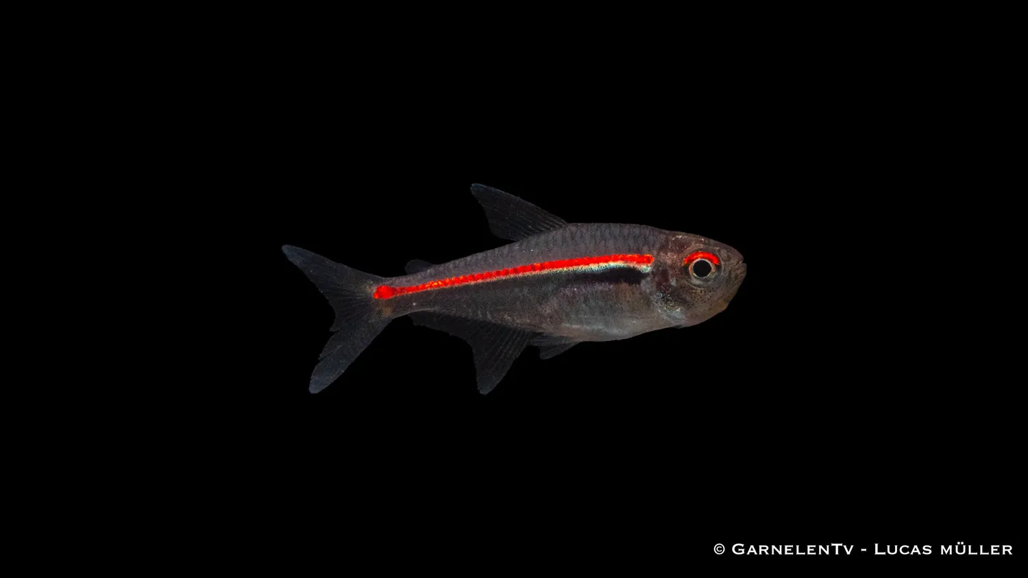 Garnelen TV amapa glödlystetra Hyphessobrycon amapaensis stimfisk