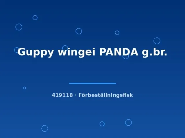Guppy wingei panda akvariefisk md