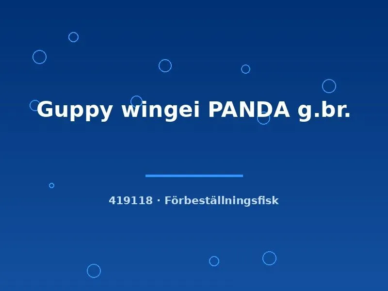Guppy wingei panda akvariefisk md