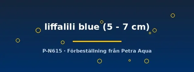 Näsets Hemichromis liffalili blue juvelcichlid 5–7 cm blå