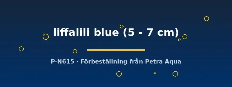Näsets Hemichromis liffalili blue juvelcichlid 5–7 cm blå
