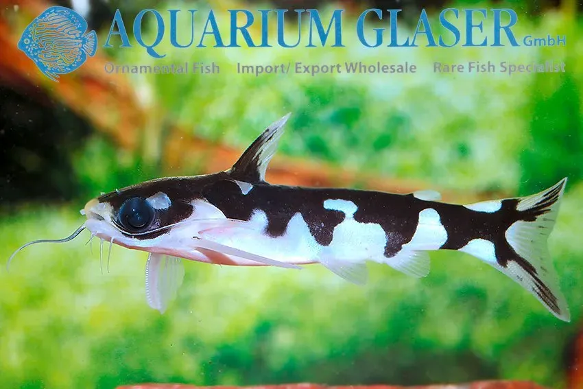 Näsets Ciklidhobby Tatia orca akvariefisk 6–8 cm nattmal