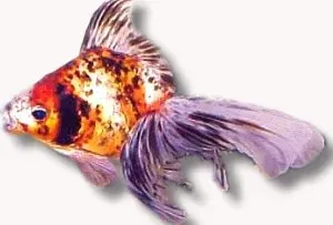 Näsets Ciklidhobby Calico guldfisk 11–13 cm damm