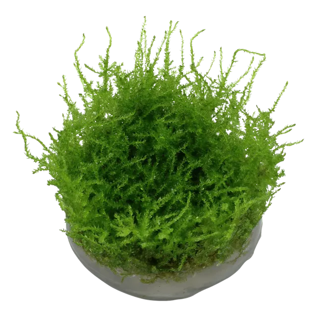 Akvarievalvet Vesicularia montagnei Christmas mossa grön