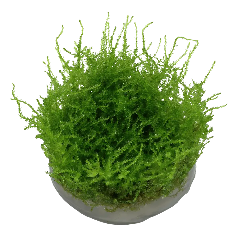 Akvarievalvet Vesicularia montagnei Christmas mossa grön